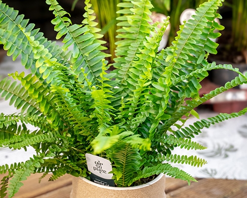 Fougère Air So Pur en pot, plante purificatrice et régulatrice d’humidité proposée à prix réduit chez Tournesols.